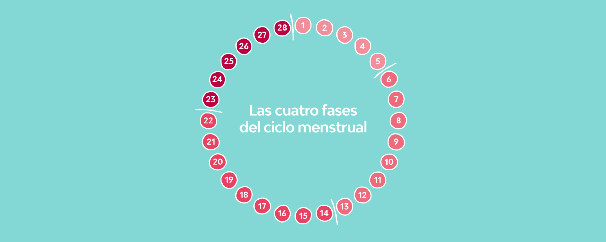 Diagrama de las fases del ciclo menstrual.
